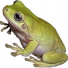 https://www.americanbreeder.com/images/com_adsmanager/categories/6899cat_t.jpg