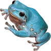 https://www.americanbreeder.com/images/com_adsmanager/categories/6900cat_t.jpg