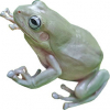 https://www.americanbreeder.com/images/com_adsmanager/categories/6902cat_t.jpg
