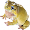 https://www.americanbreeder.com/images/com_adsmanager/categories/6903cat_t.jpg