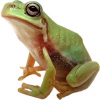 https://www.americanbreeder.com/images/com_adsmanager/categories/6904cat_t.jpg