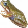 https://www.americanbreeder.com/images/com_adsmanager/categories/6905cat_t.jpg