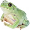 https://www.americanbreeder.com/images/com_adsmanager/categories/6907cat_t.jpg