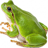 https://www.americanbreeder.com/images/com_adsmanager/categories/6911cat_t.jpg