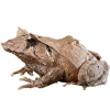 https://www.americanbreeder.com/images/com_adsmanager/categories/6914cat_t.jpg