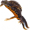 https://www.americanbreeder.com/images/com_adsmanager/categories/6920cat_t.jpg