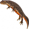 https://www.americanbreeder.com/images/com_adsmanager/categories/6923cat_t.jpg