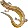 https://www.americanbreeder.com/images/com_adsmanager/categories/6936cat_t.jpg