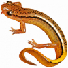 https://www.americanbreeder.com/images/com_adsmanager/categories/6938cat_t.jpg