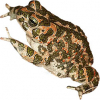 https://www.americanbreeder.com/images/com_adsmanager/categories/6945cat_t.jpg