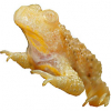 https://www.americanbreeder.com/images/com_adsmanager/categories/6946cat_t.jpg