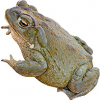 https://www.americanbreeder.com/images/com_adsmanager/categories/6948cat_t.jpg