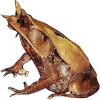 https://www.americanbreeder.com/images/com_adsmanager/categories/6949cat_t.jpg