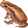 https://www.americanbreeder.com/images/com_adsmanager/categories/6952cat_t.jpg