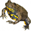 https://www.americanbreeder.com/images/com_adsmanager/categories/6953cat_t.jpg