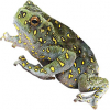 https://www.americanbreeder.com/images/com_adsmanager/categories/6954cat_t.jpg