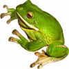 https://www.americanbreeder.com/images/com_adsmanager/categories/6956cat_t.jpg