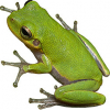 https://www.americanbreeder.com/images/com_adsmanager/categories/6958cat_t.jpg