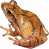 https://www.americanbreeder.com/images/com_adsmanager/categories/6960cat_t.jpg