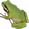 https://www.americanbreeder.com/images/com_adsmanager/categories/6961cat_t.jpg