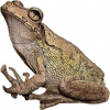 https://www.americanbreeder.com/images/com_adsmanager/categories/6965cat_t.jpg