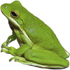 https://www.americanbreeder.com/images/com_adsmanager/categories/6966cat_t.jpg