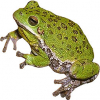 https://www.americanbreeder.com/images/com_adsmanager/categories/6970cat_t.jpg