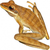 https://www.americanbreeder.com/images/com_adsmanager/categories/6973cat_t.jpg