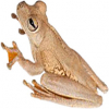 https://www.americanbreeder.com/images/com_adsmanager/categories/6975cat_t.jpg