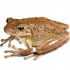 https://www.americanbreeder.com/images/com_adsmanager/categories/6976cat_t.jpg