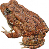 https://www.americanbreeder.com/images/com_adsmanager/categories/6977cat_t.jpg