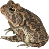 https://www.americanbreeder.com/images/com_adsmanager/categories/6978cat_t.jpg