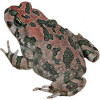 https://www.americanbreeder.com/images/com_adsmanager/categories/6979cat_t.jpg