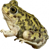 https://www.americanbreeder.com/images/com_adsmanager/categories/6980cat_t.jpg