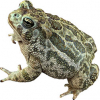 https://www.americanbreeder.com/images/com_adsmanager/categories/6984cat_t.jpg