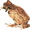 https://www.americanbreeder.com/images/com_adsmanager/categories/6985cat_t.jpg