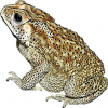 https://www.americanbreeder.com/images/com_adsmanager/categories/6993cat_t.jpg