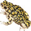 https://www.americanbreeder.com/images/com_adsmanager/categories/6994cat_t.jpg