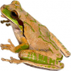 https://www.americanbreeder.com/images/com_adsmanager/categories/6996cat_t.jpg
