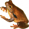 https://www.americanbreeder.com/images/com_adsmanager/categories/6997cat_t.jpg