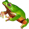 https://www.americanbreeder.com/images/com_adsmanager/categories/6998cat_t.jpg