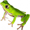 https://www.americanbreeder.com/images/com_adsmanager/categories/7001cat_t.jpg