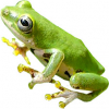 https://www.americanbreeder.com/images/com_adsmanager/categories/7002cat_t.jpg