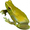 https://www.americanbreeder.com/images/com_adsmanager/categories/7003cat_t.jpg