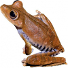 https://www.americanbreeder.com/images/com_adsmanager/categories/7004cat_t.jpg