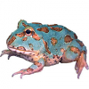 https://www.americanbreeder.com/images/com_adsmanager/categories/7012cat_t.jpg
