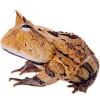 https://www.americanbreeder.com/images/com_adsmanager/categories/7014cat_t.jpg