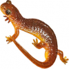https://www.americanbreeder.com/images/com_adsmanager/categories/7016cat_t.jpg