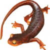 https://www.americanbreeder.com/images/com_adsmanager/categories/7020cat_t.jpg
