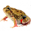 https://www.americanbreeder.com/images/com_adsmanager/categories/7024cat_t.jpg